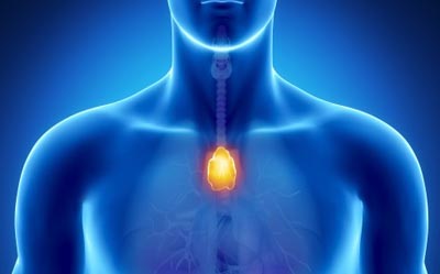 Все, что нужно знать о тимусе Все, что нужно знать о тимусе